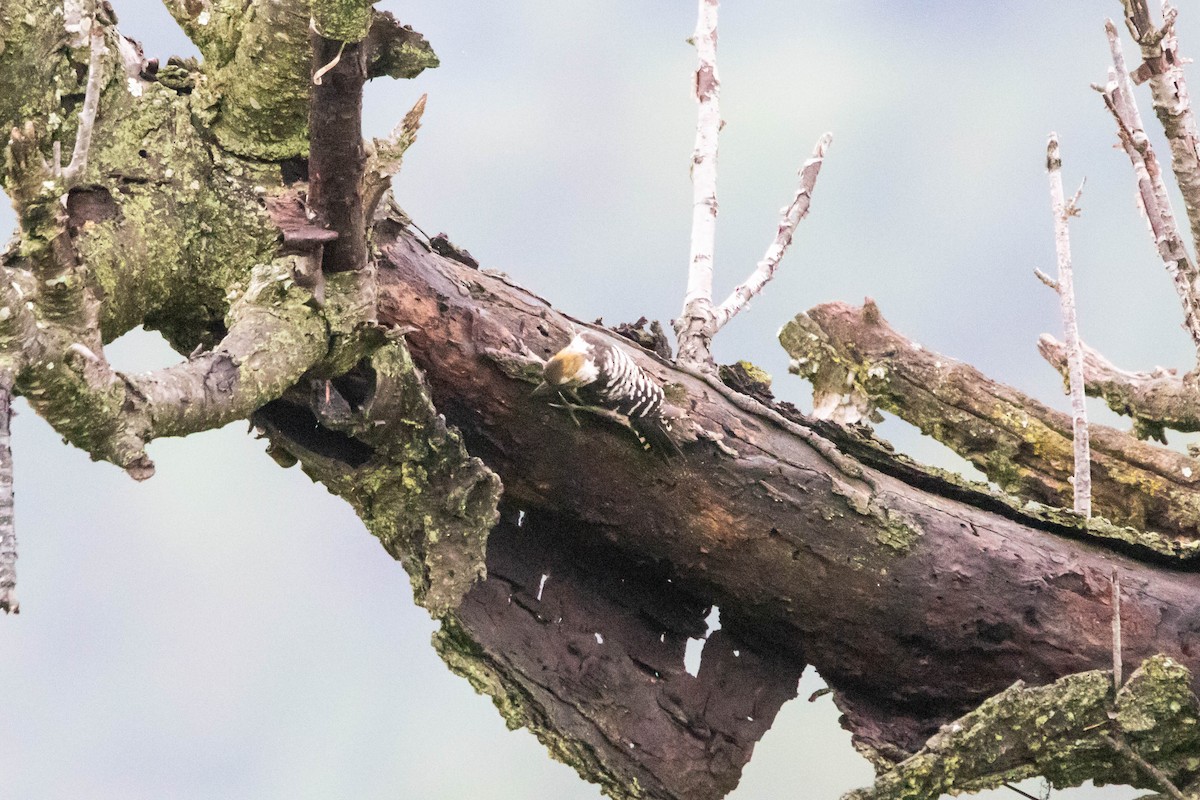 Brown-fronted Woodpecker - ML641011421