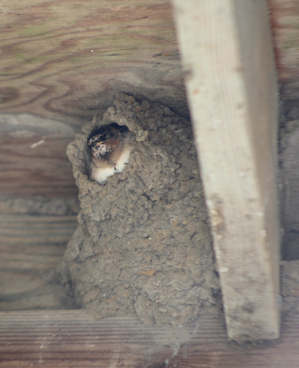 Cliff Swallow - ML641011422