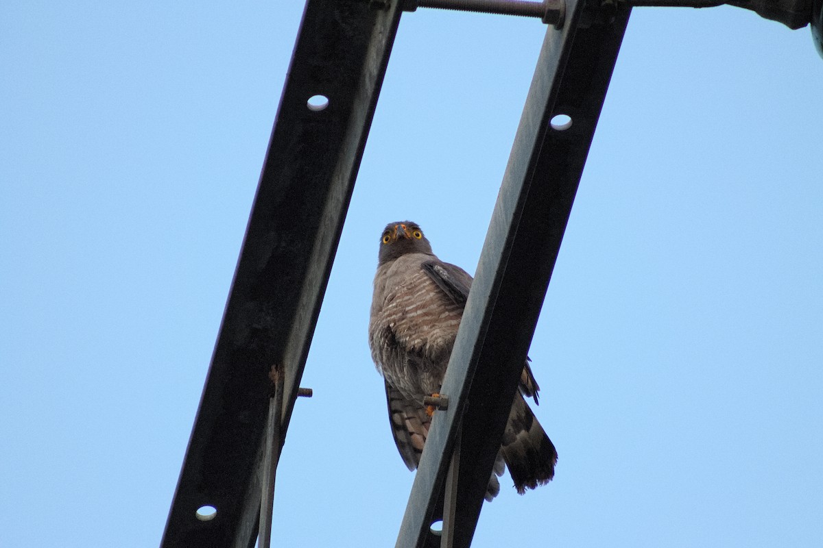 Roadside Hawk - ML641011431