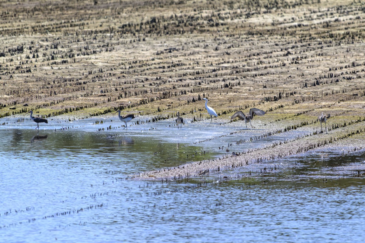 Ak Aynak - ML641011436