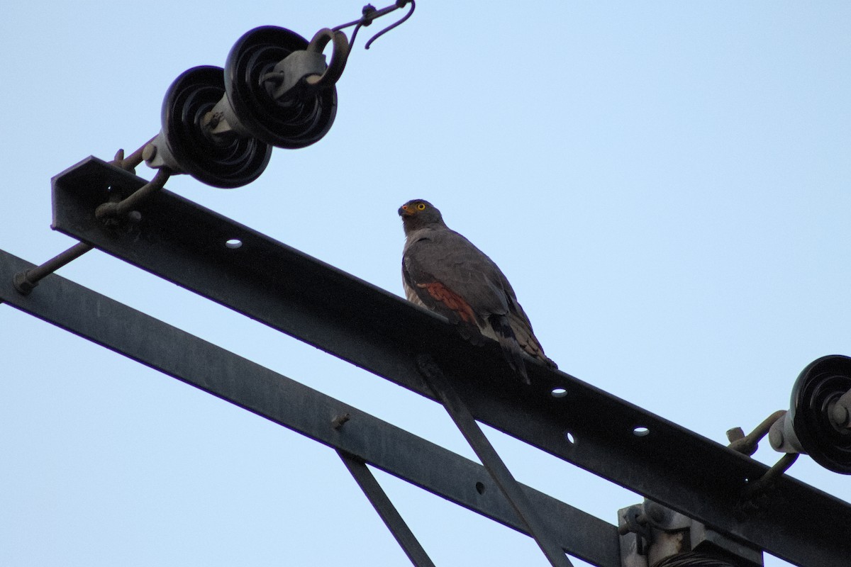 Roadside Hawk - ML641011437