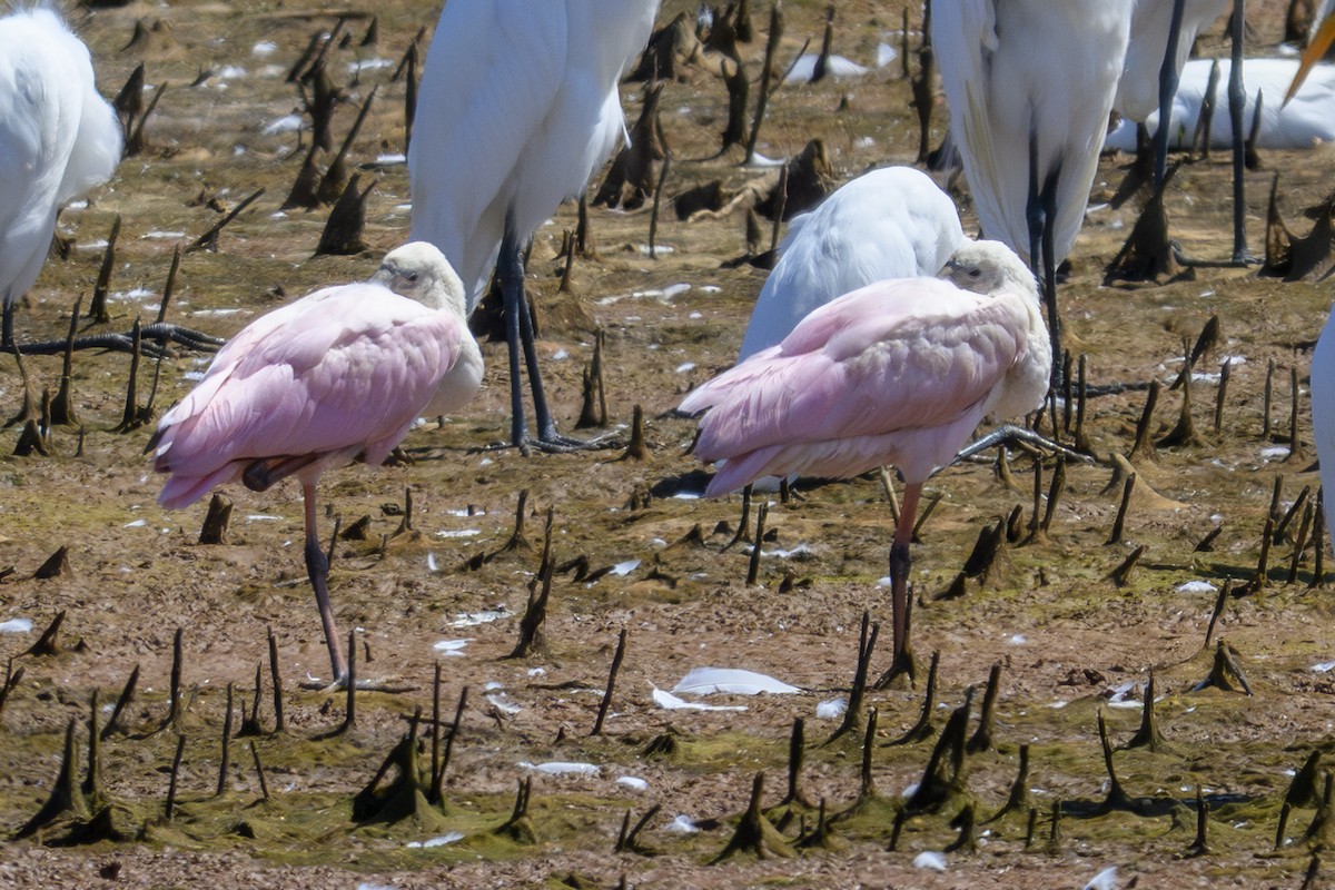 Pembe Kaşıkçı - ML641011443