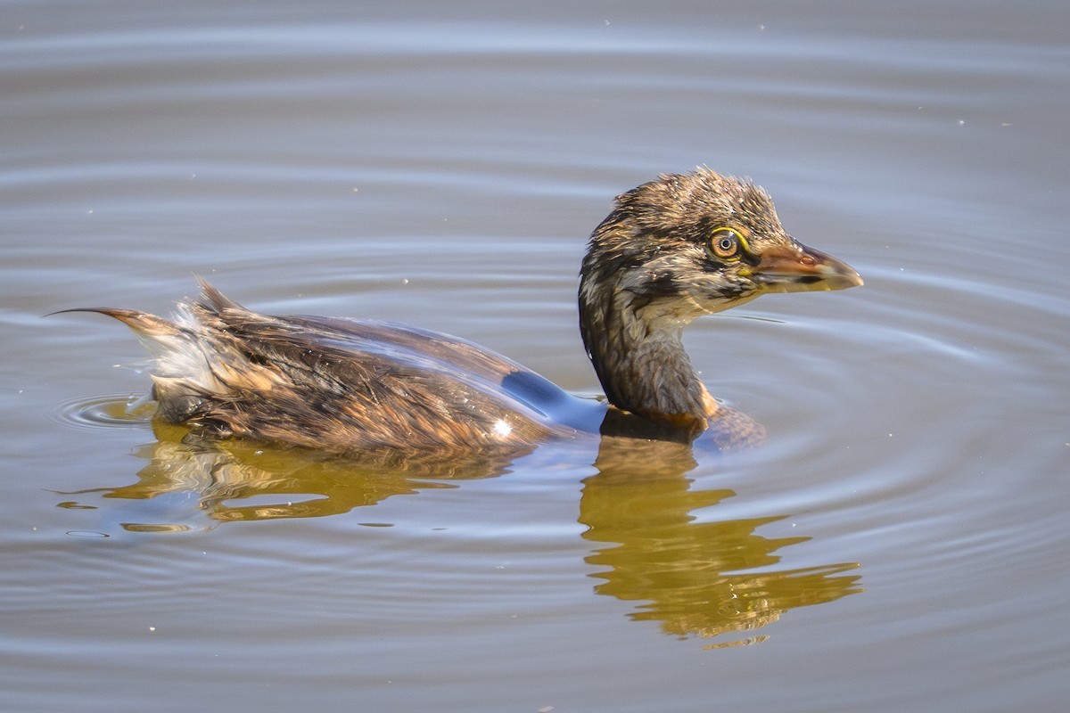 Kalın Gagalı Batağan - ML641011449