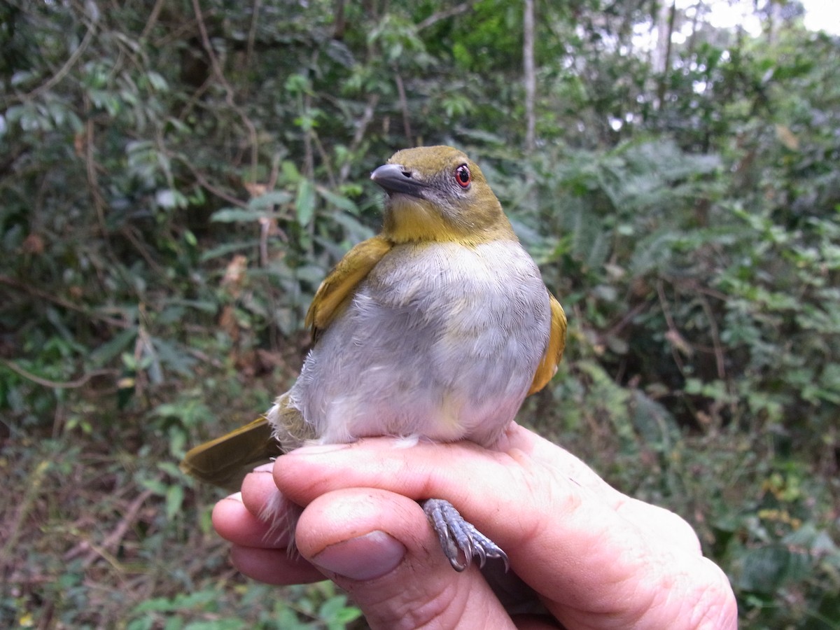 Yellow-necked Greenbul - ML641011451