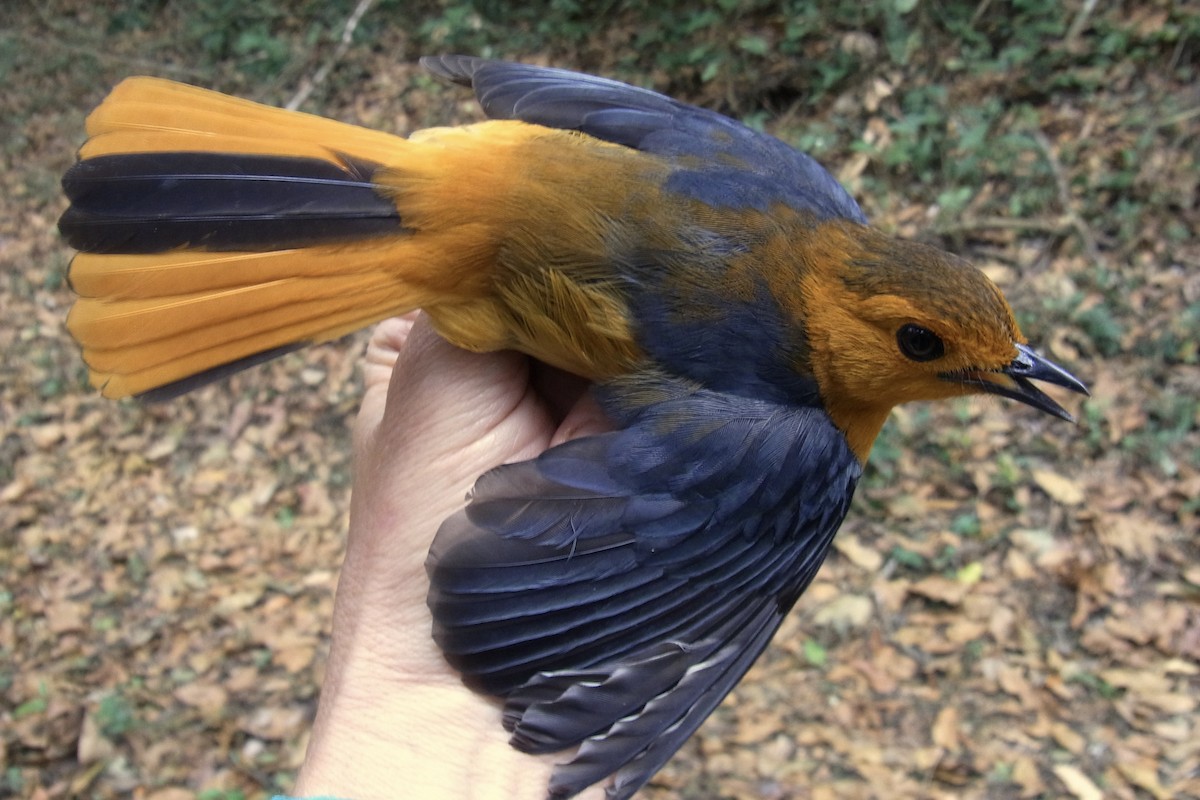 Red-capped Robin-Chat - ML641011459