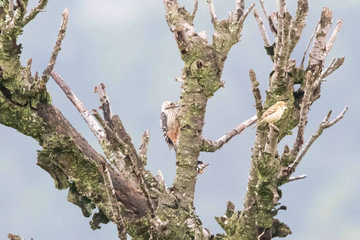 Brown-fronted Woodpecker - ML641011464