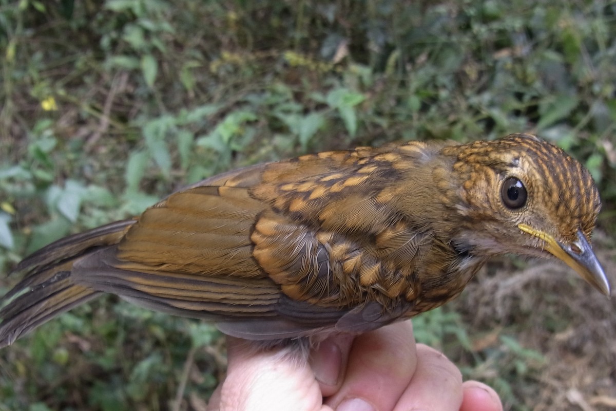 Red-capped Robin-Chat - ML641011467