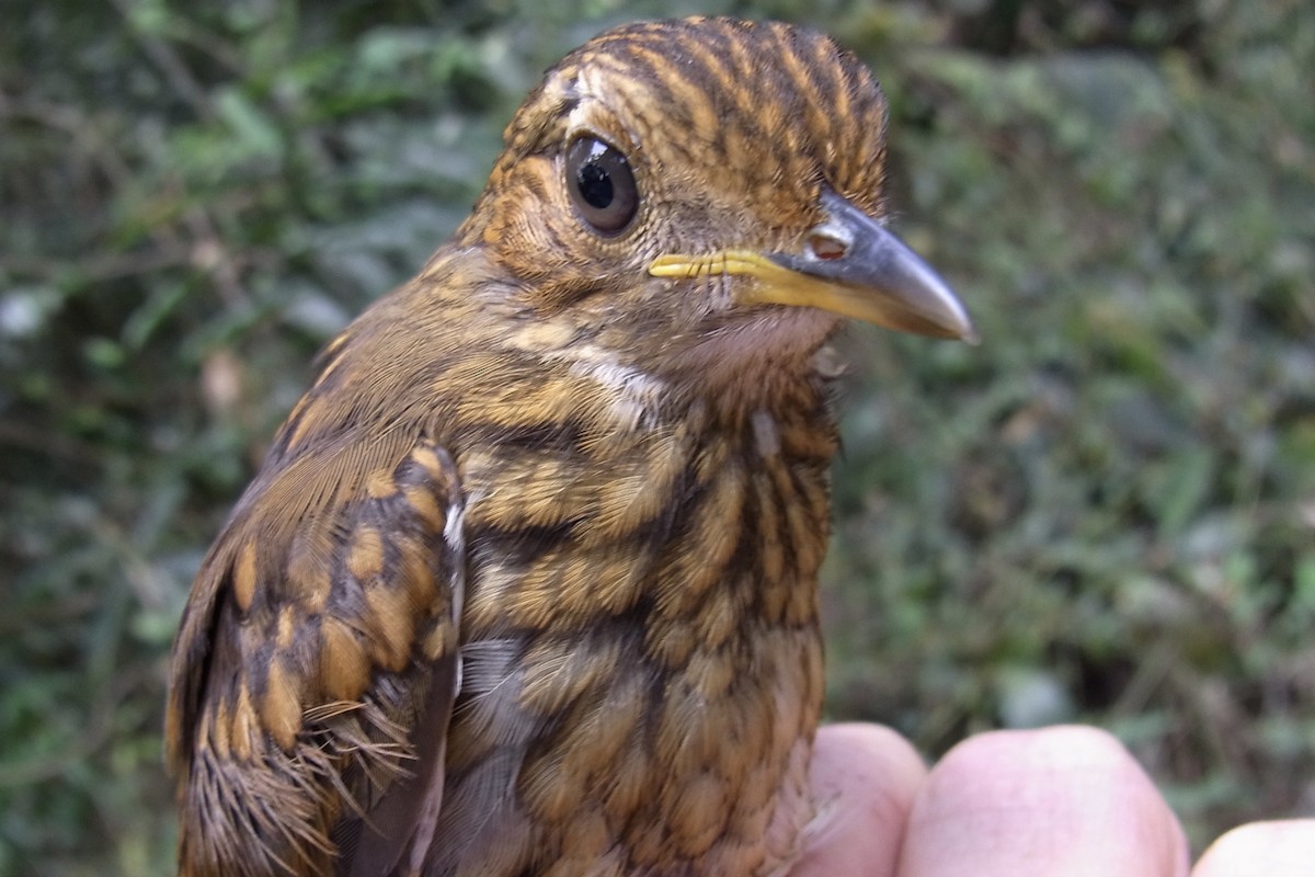 Red-capped Robin-Chat - ML641011470