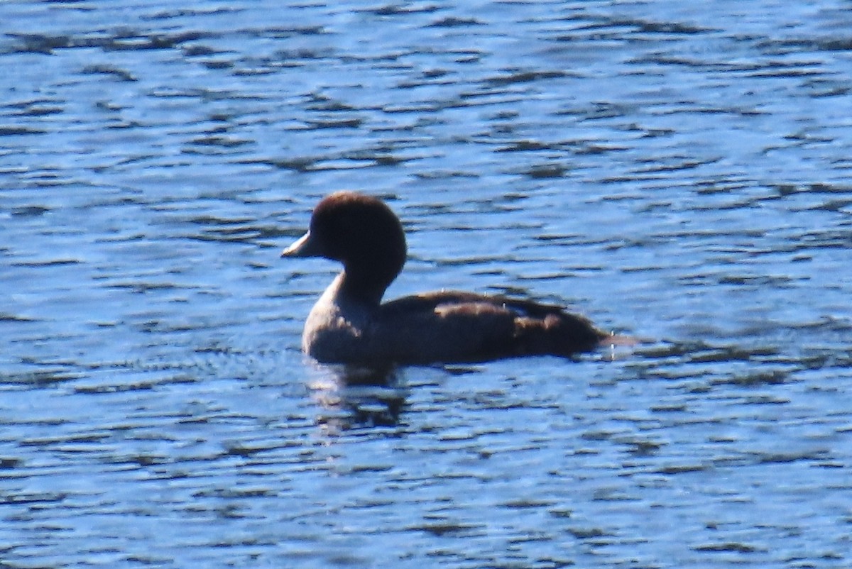 Barrow's Goldeneye - ML641011472