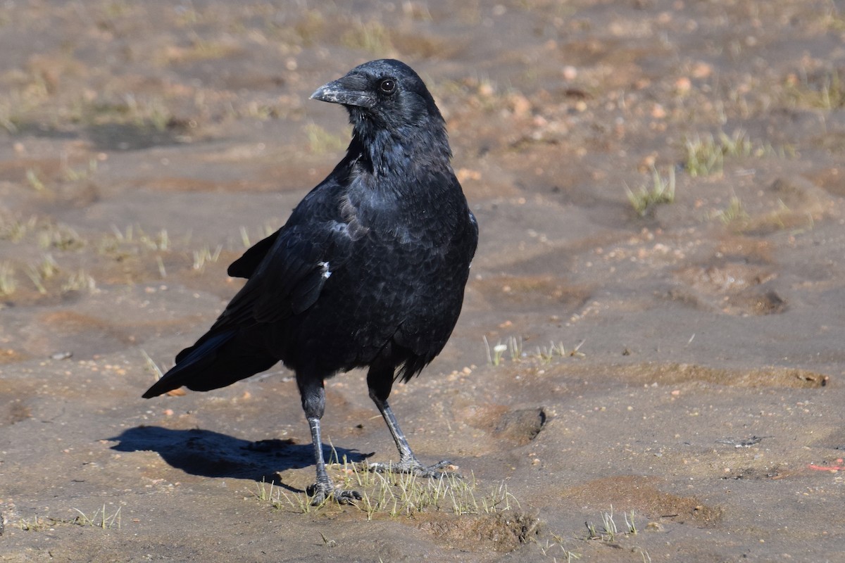 American Crow - ML641011475