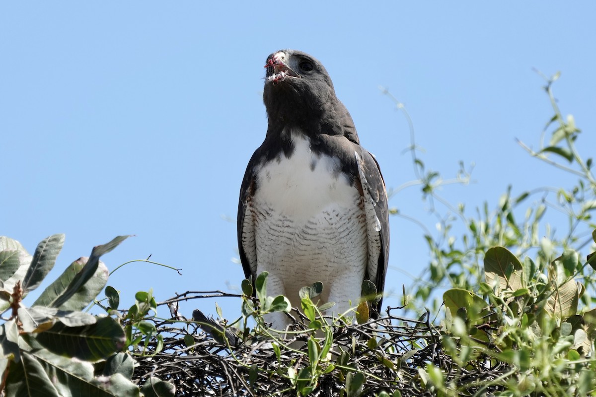 White-tailed Hawk - ML641011476