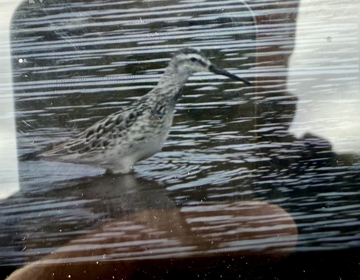 Stilt Sandpiper - ML641011477