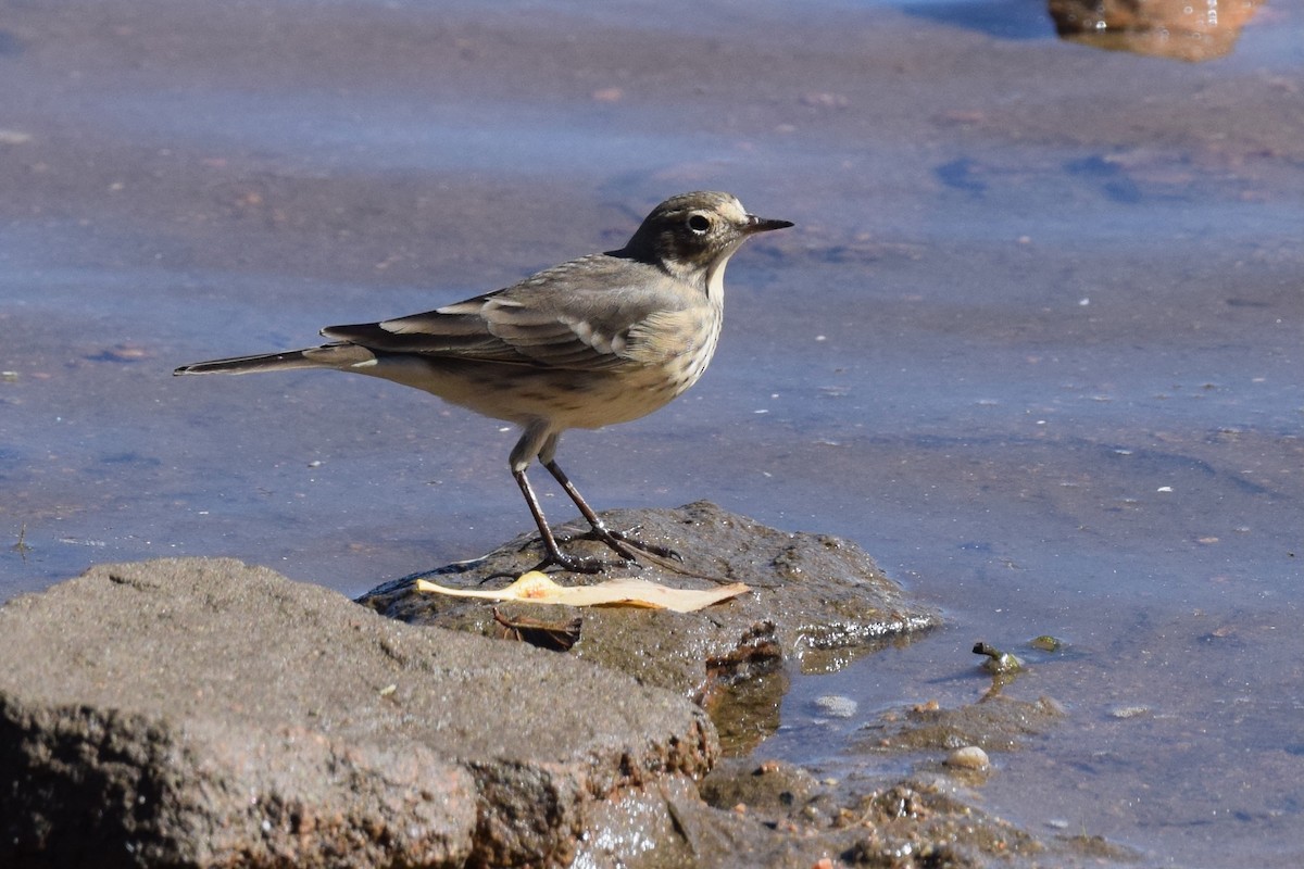 American Pipit - ML641011479