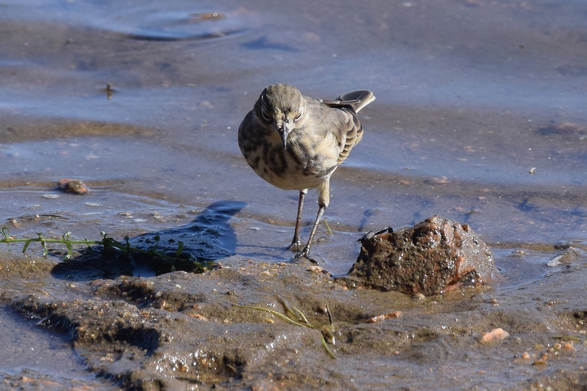 American Pipit - ML641011480