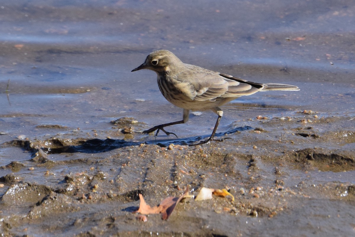 American Pipit - ML641011481