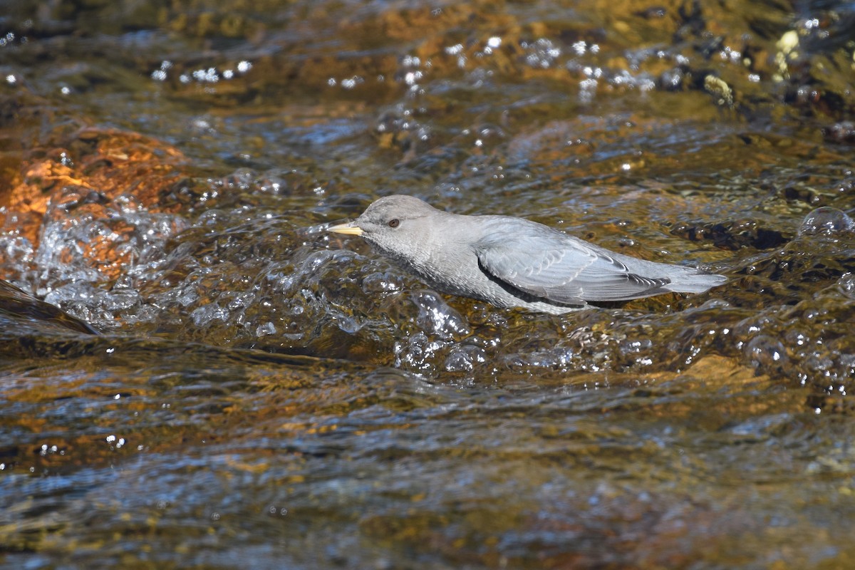 American Dipper - ML641011492