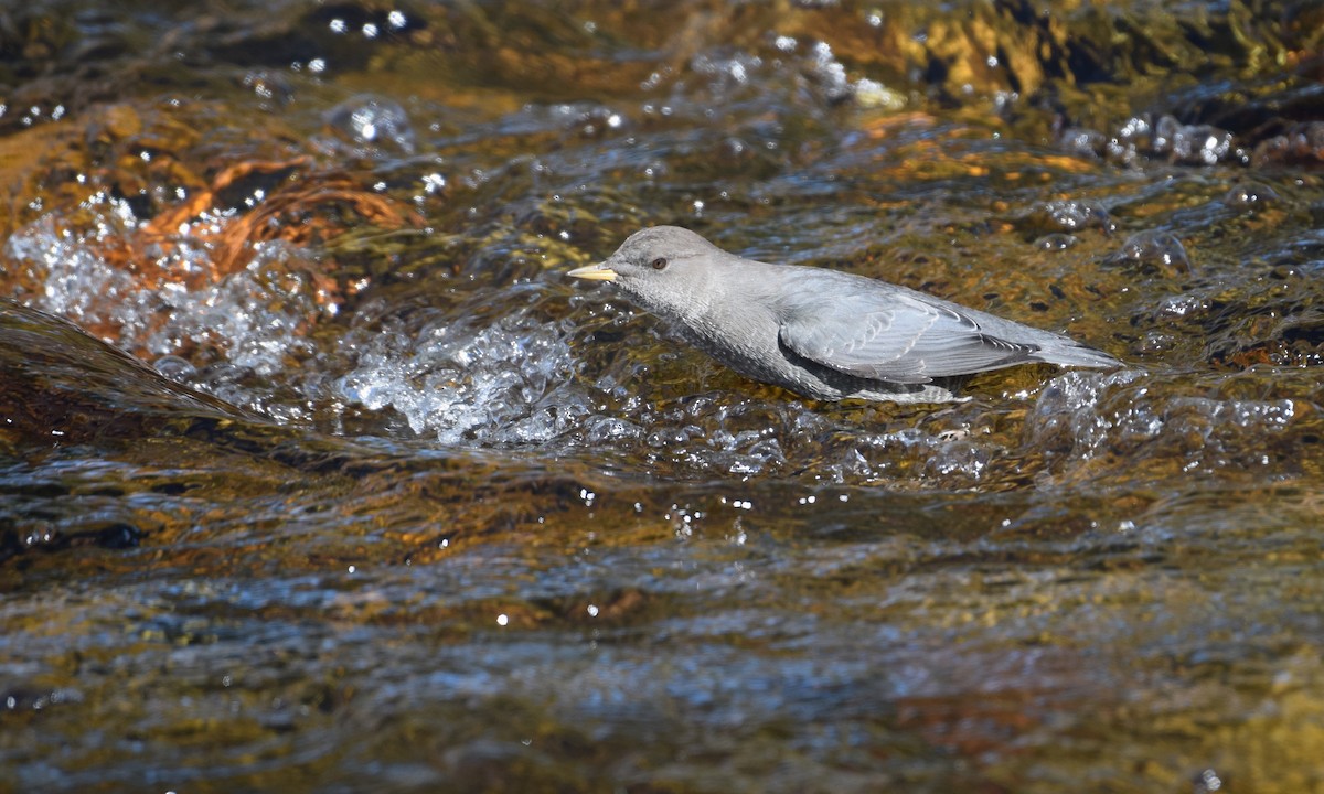 American Dipper - ML641011494
