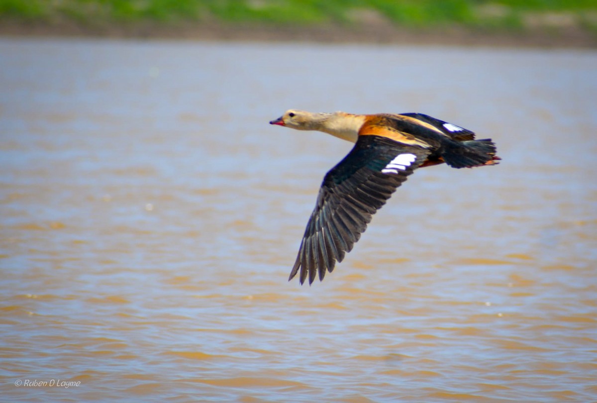 Orinoco Goose - ML641011496