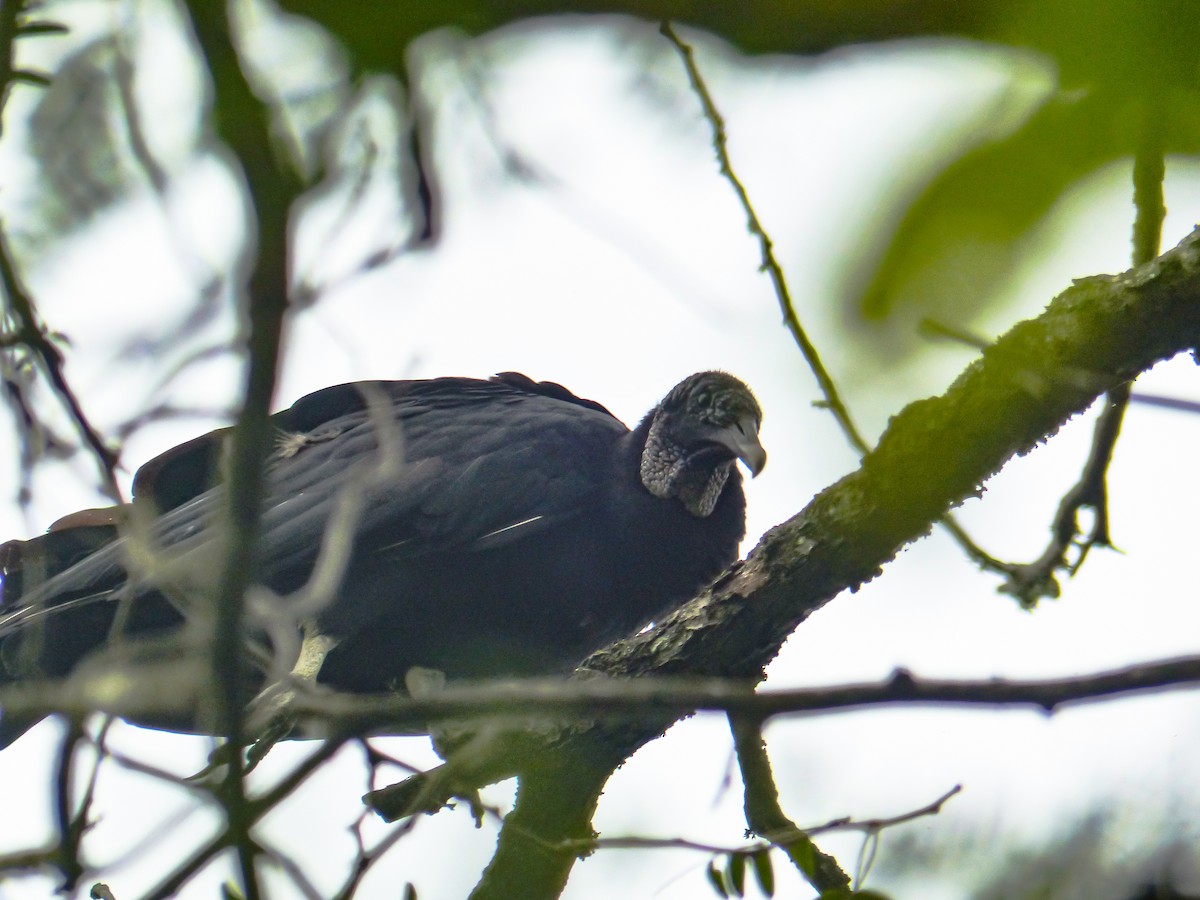 Black Vulture - ML641011504