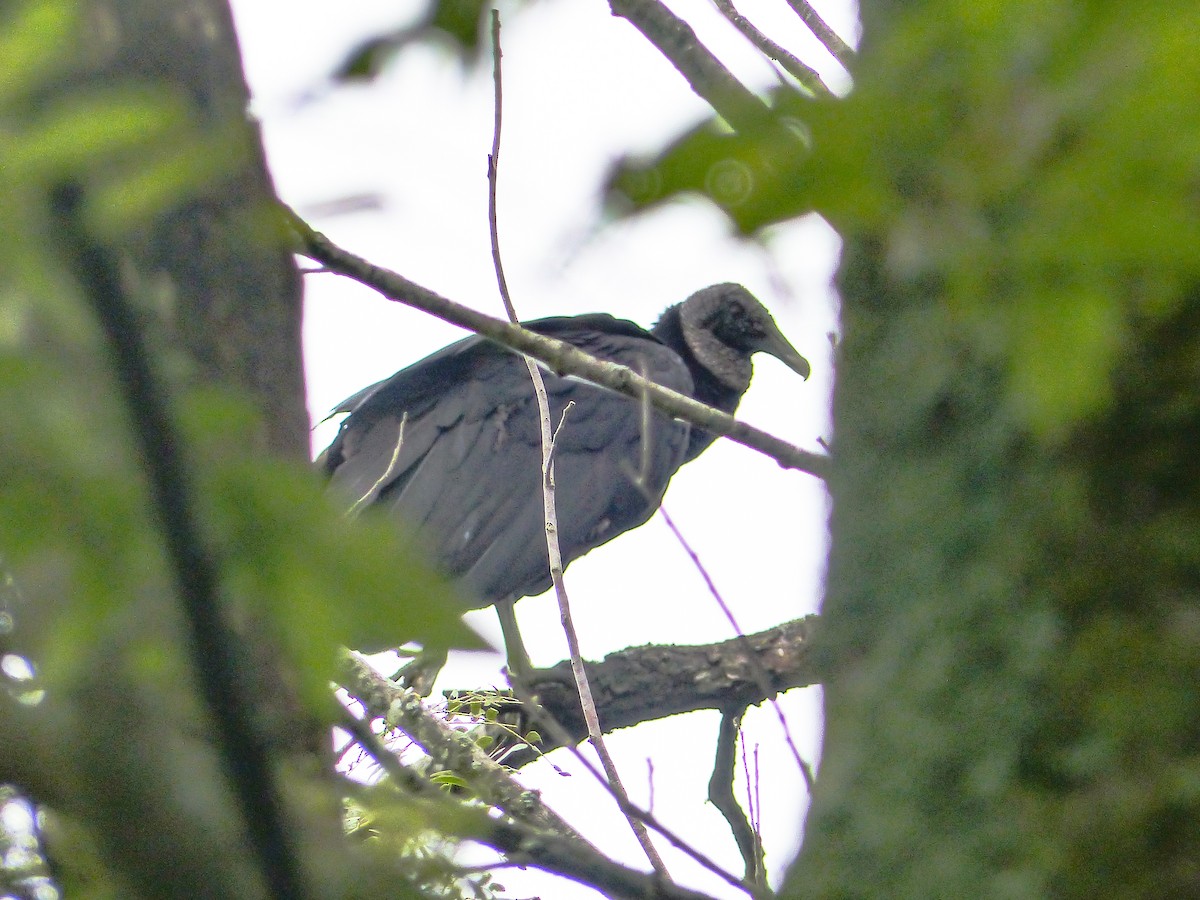 Black Vulture - ML641011505
