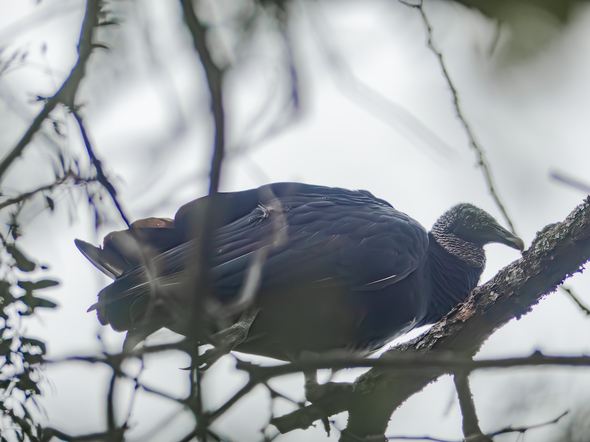 Black Vulture - ML641011506
