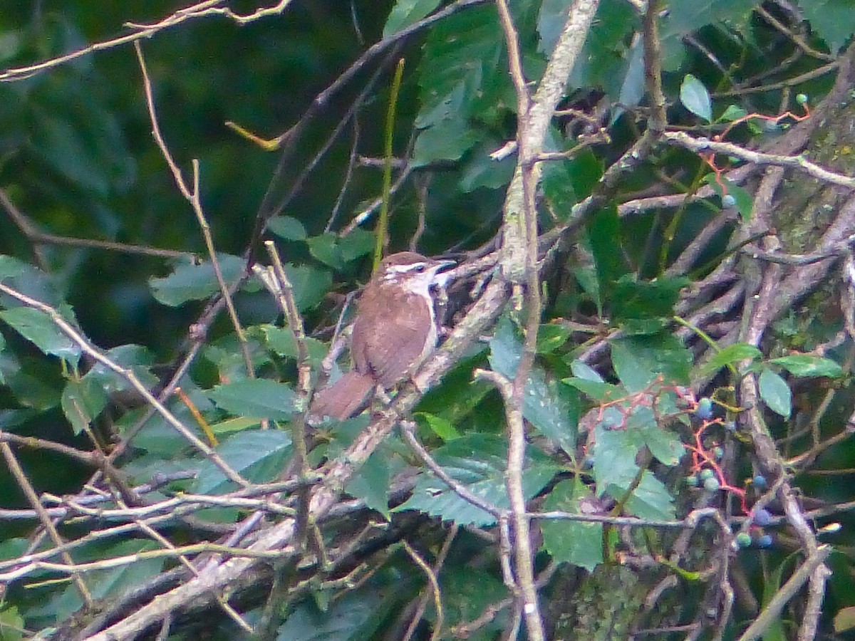 Carolina Wren - ML641011510
