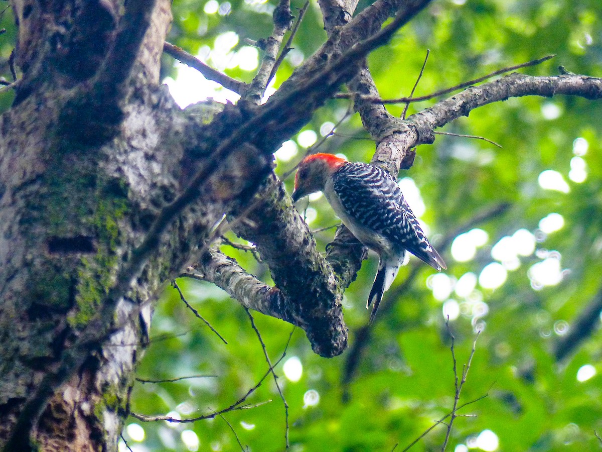 Red-bellied Woodpecker - ML641011514