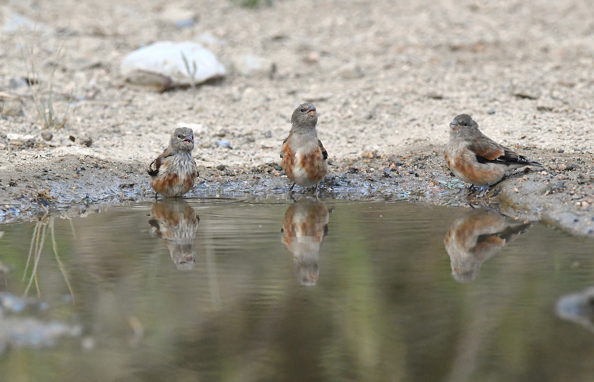 Yemen Linnet - ML641011526