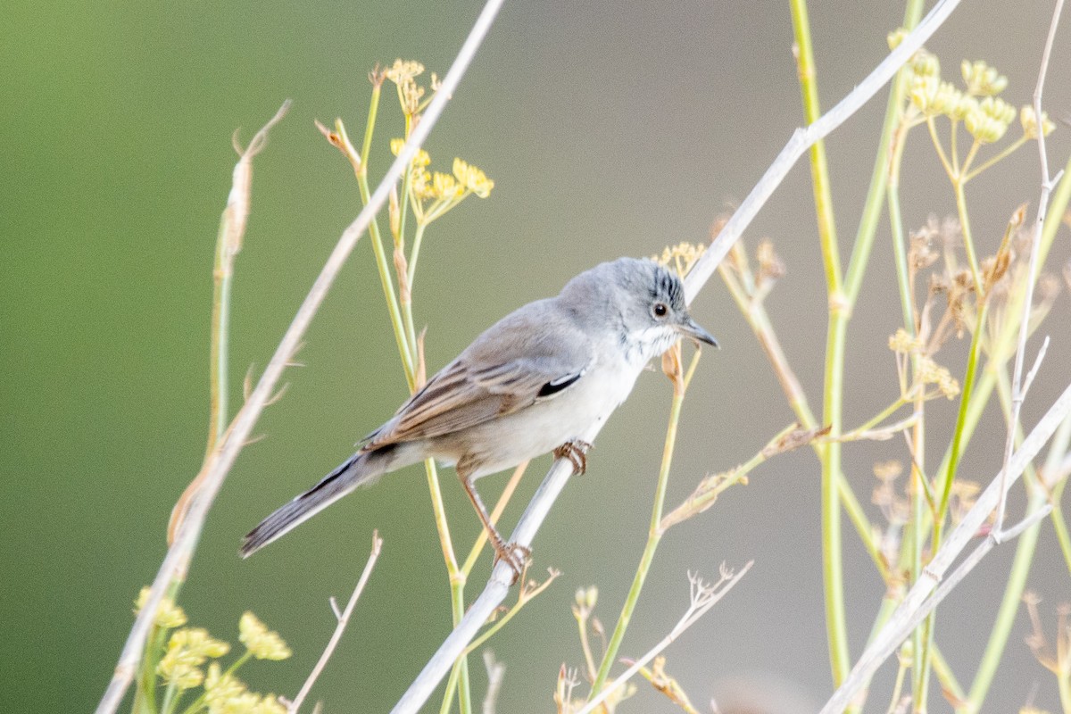 Rüppell's Warbler - ML641011553