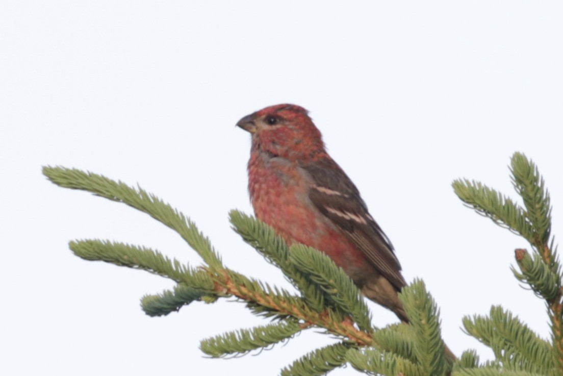 Pine Grosbeak - ML641011565