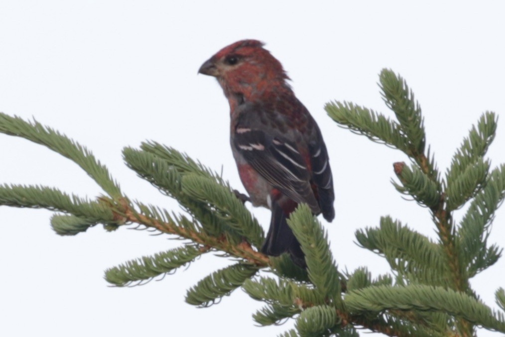 Pine Grosbeak - ML641011568