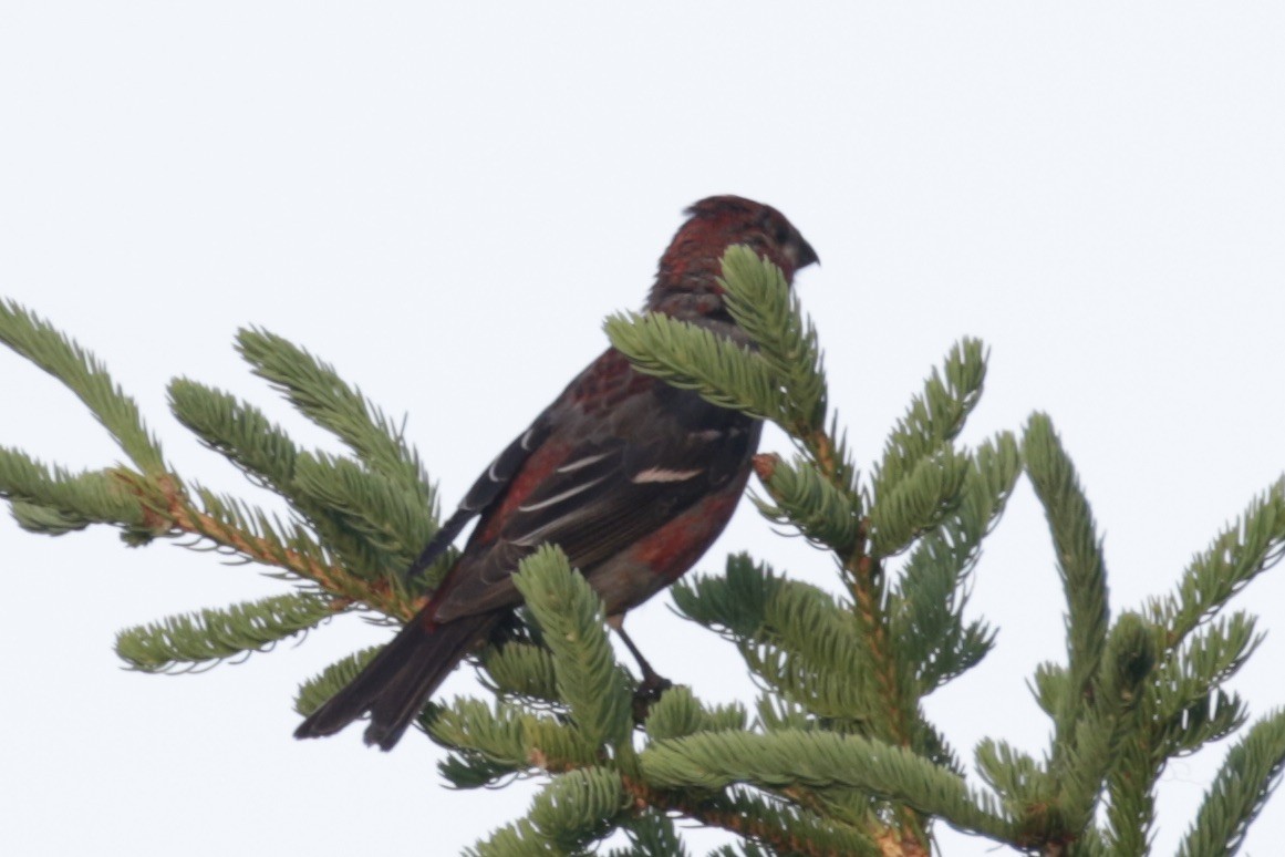Pine Grosbeak - ML641011569