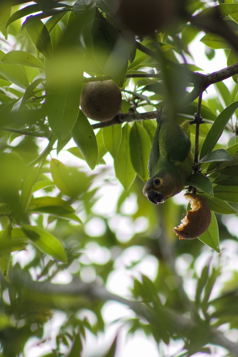 Brown-throated Parakeet - ML641011572