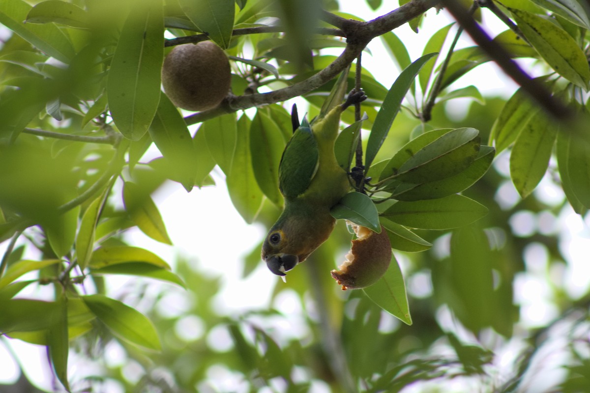 Brown-throated Parakeet - ML641011573