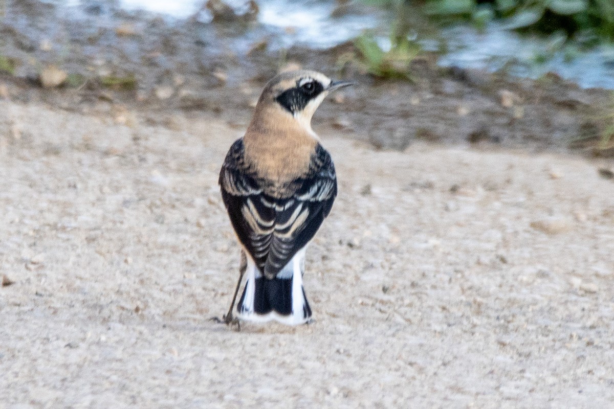 Eastern Black-eared Wheatear - ML641011603