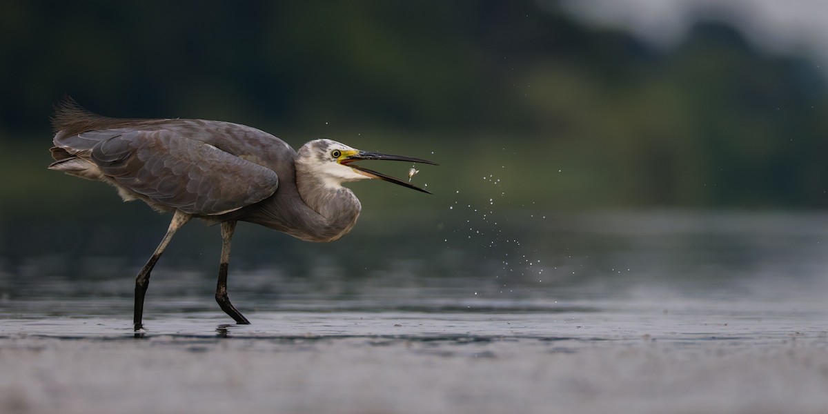 Garceta Común - ML641011619