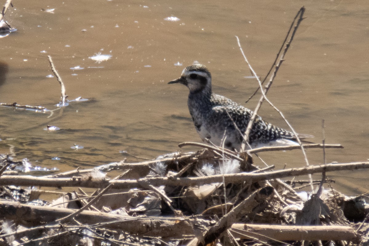 アメリカムナグロ - ML641011729