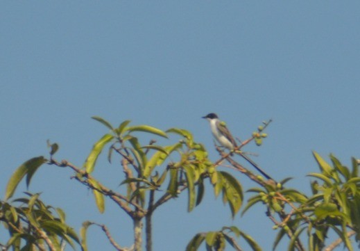 Fork-tailed Flycatcher - ML641011741