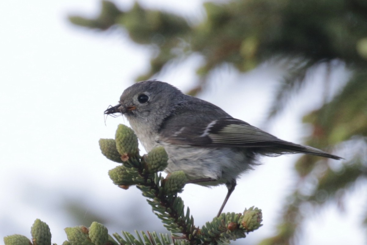 Ruby-crowned Kinglet - ML641011767