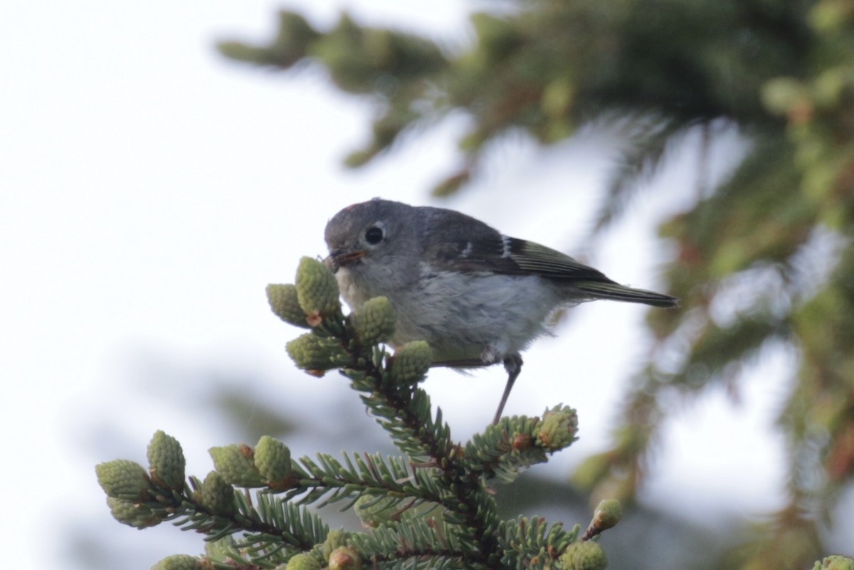Ruby-crowned Kinglet - ML641011768