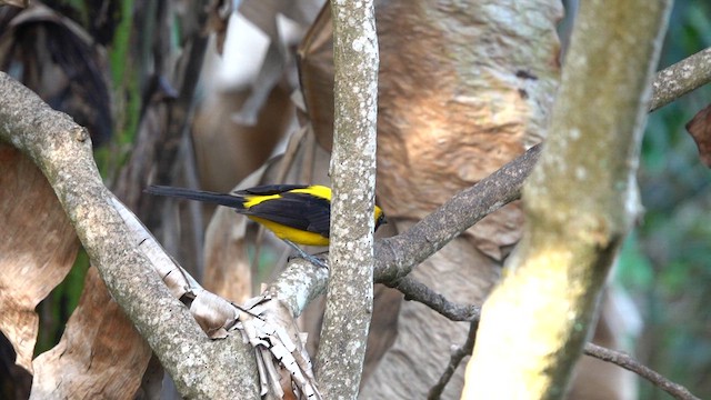 Yellow-backed Oriole - ML641011772