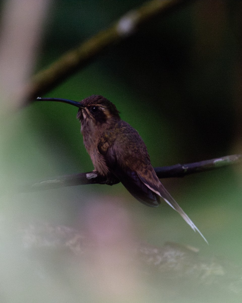 Dusky-throated Hermit - ML641011785