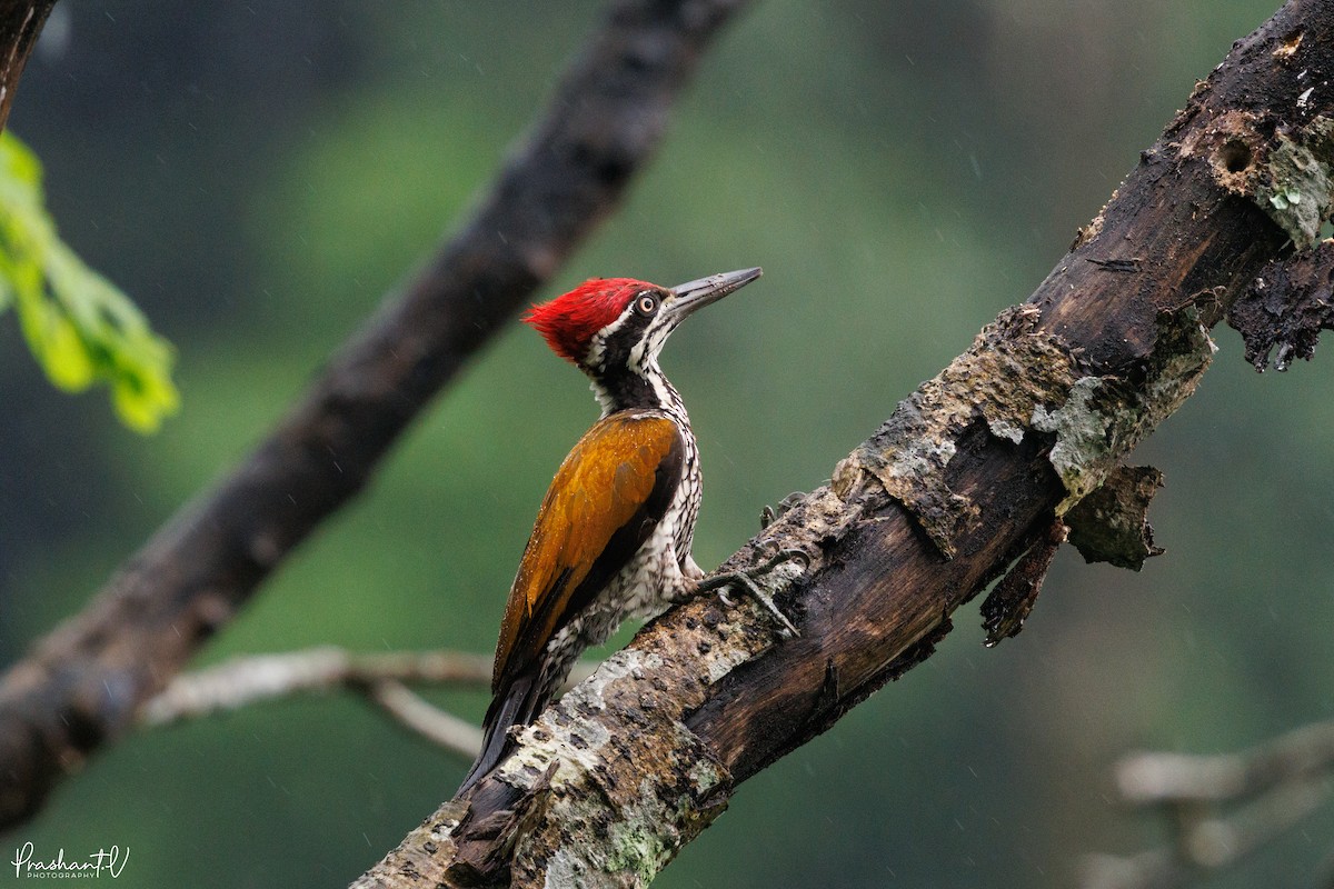 Greater Flameback - ML641011791