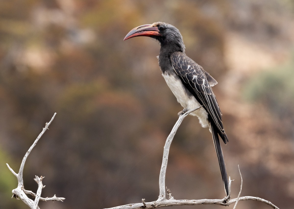 Hemprich's Hornbill - ML641011792