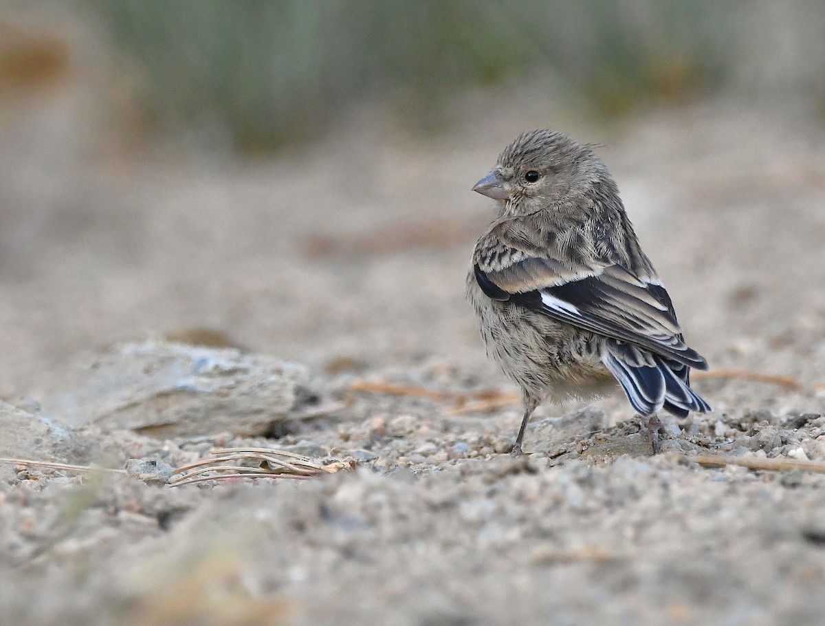 Yemen Linnet - ML641011841