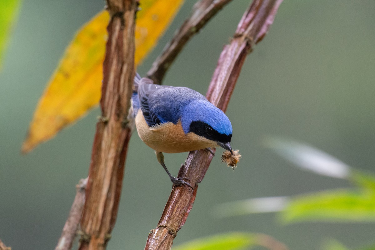 Fawn-breasted Tanager - ML641011847