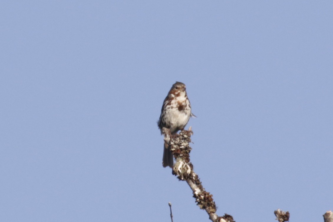 Passerella variabile - ML641011856