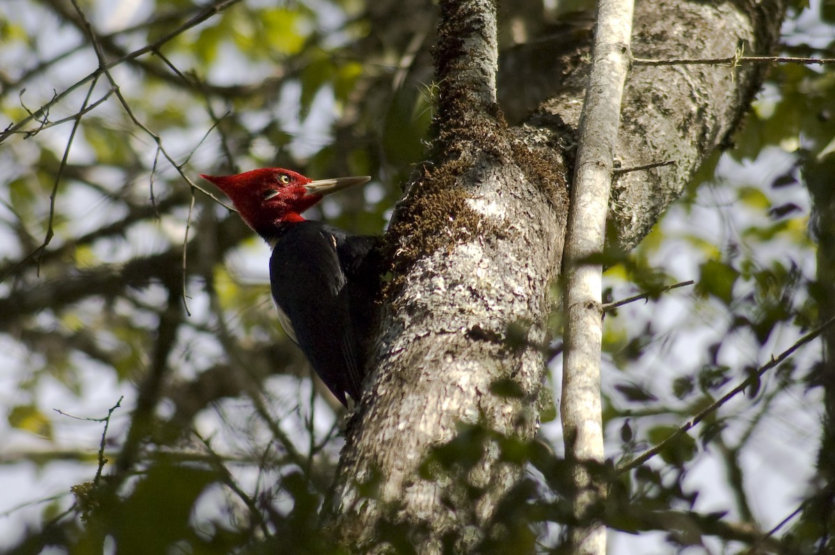 Cream-backed Woodpecker - ML641011866