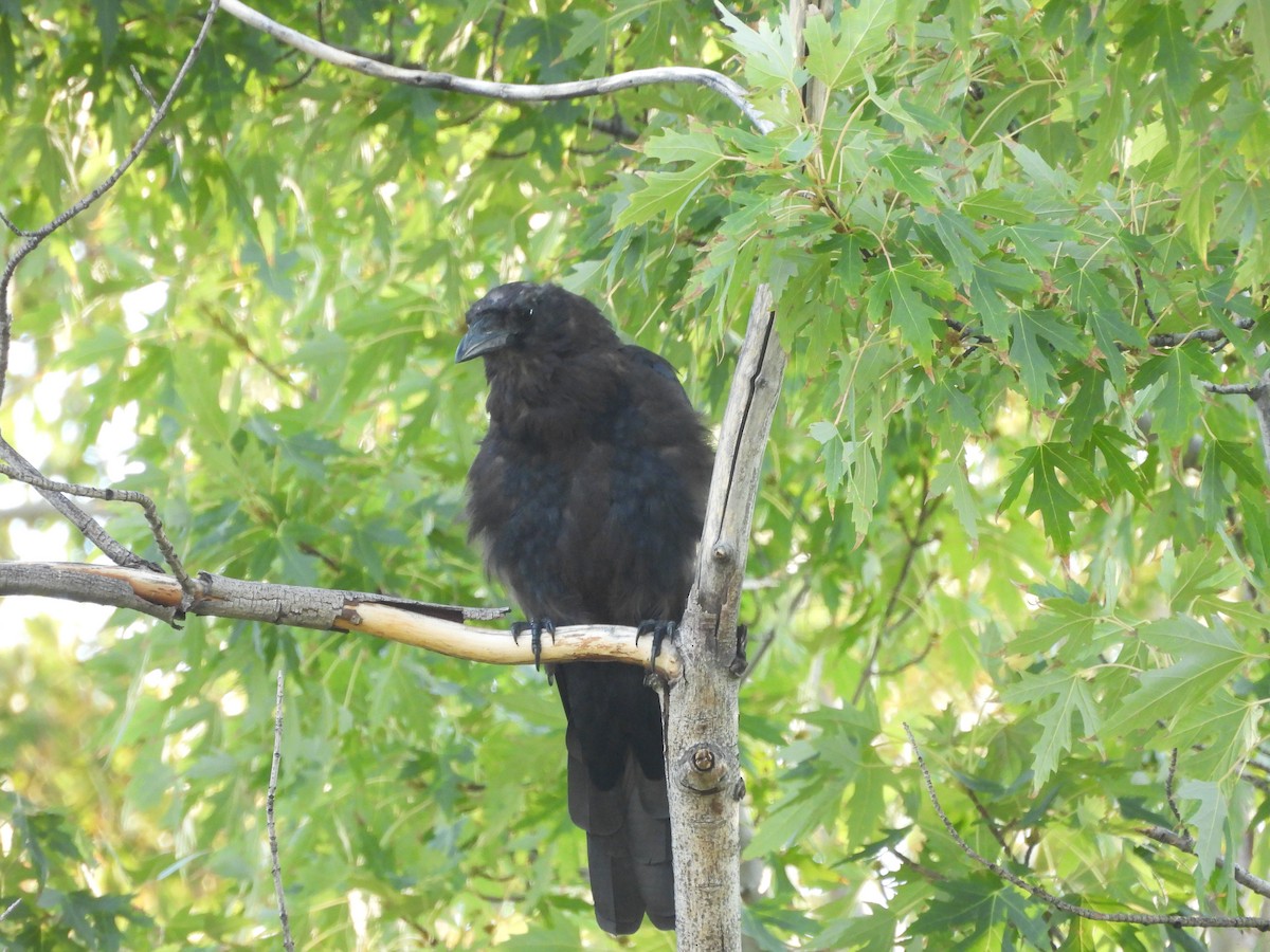 American Crow - ML641011883