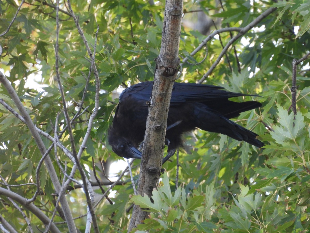 American Crow - ML641011884